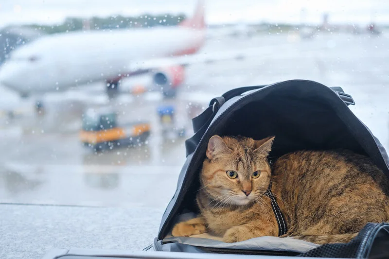 pet travel veterinarian